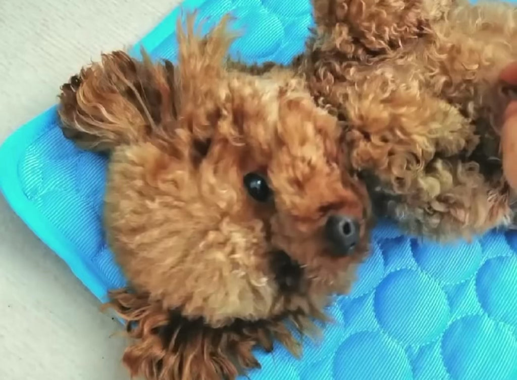 Cooling Pet Mat